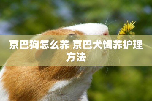 京巴狗怎么養 京巴犬飼養護理方法