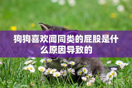 狗狗喜歡聞同類的屁股是什么原因導致的
