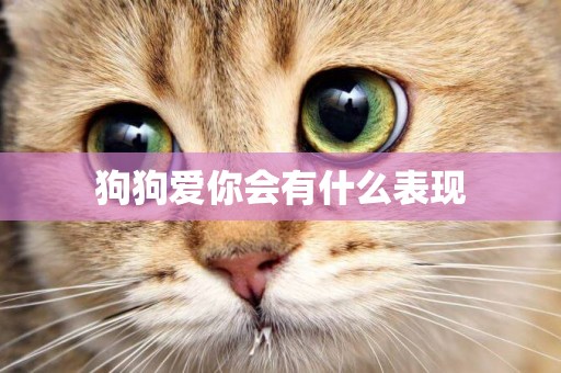狗狗愛你會有什么表現
