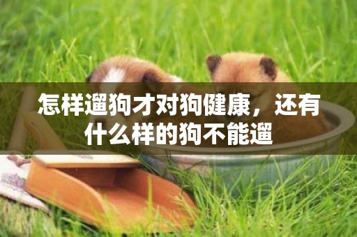 怎樣遛狗才對狗健康，還有什么樣的狗不能遛