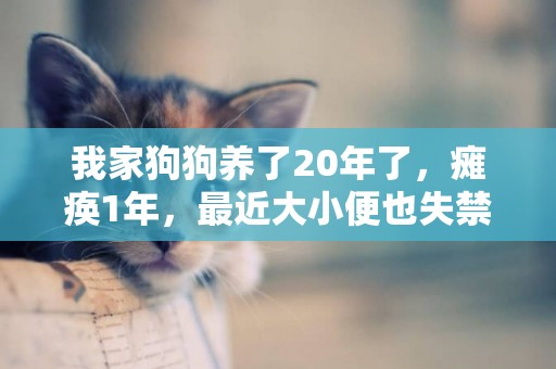 我家狗狗養了20年了，癱瘓1年，最近大小便也失禁了，要不要給它