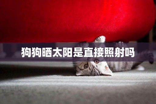 狗狗曬太陽是直接照射嗎