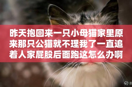 昨天抱回來一只小母貓家里原來那只公貓就不理我了一直追著人家屁股后面跑這怎么辦啊