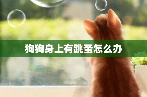 狗狗身上有跳蚤怎么辦