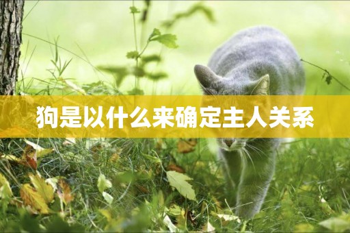 狗是以什么來確定主人關系
