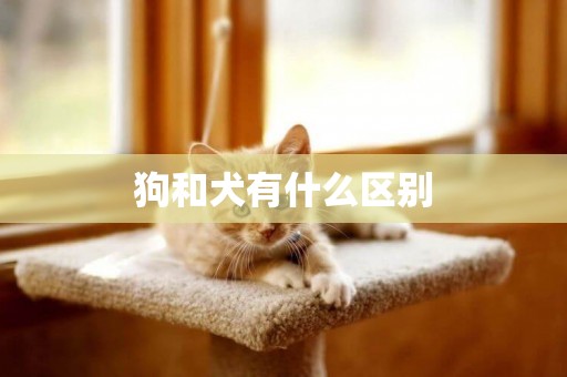 狗和犬有什么區別