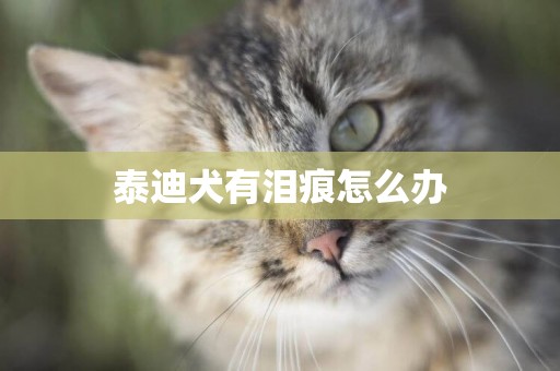泰迪犬有淚痕怎么辦