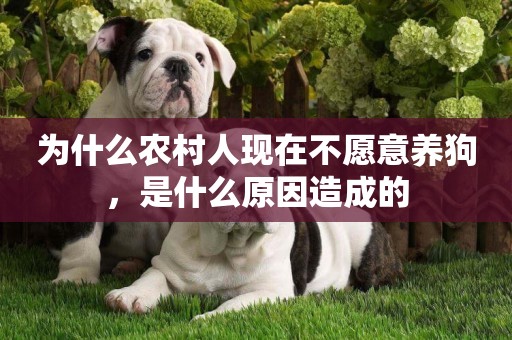 為什么農村人現在不愿意養狗，是什么原因造成的