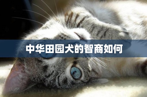 中華田園犬的智商如何