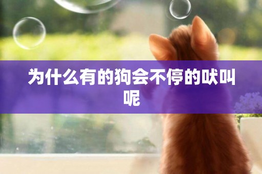 為什么有的狗會不停的吠叫呢