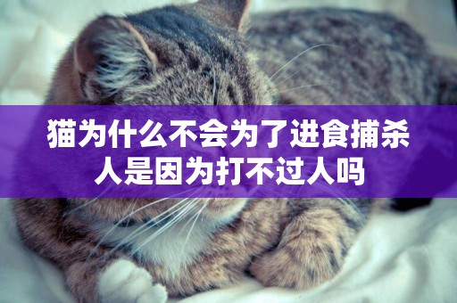 貓為什么不會為了進食捕殺人是因為打不過人嗎