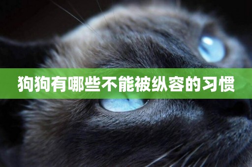 狗狗有哪些不能被縱容的習慣