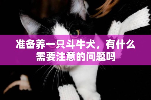 準備養一只斗牛犬，有什么需要注意的問題嗎