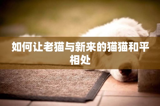 如何讓老貓與新來的貓貓和平相處