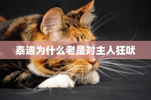 泰迪為什么老是對主人狂吠