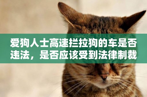 愛狗人士高速攔拉狗的車是否違法，是否應該受到法律制裁