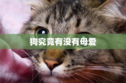 狗究竟有沒有母愛