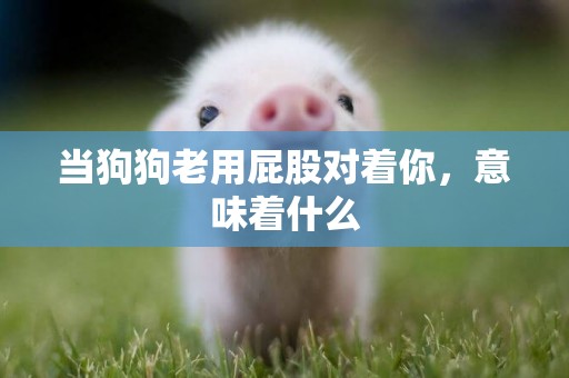 當狗狗老用屁股對著你，意味著什么