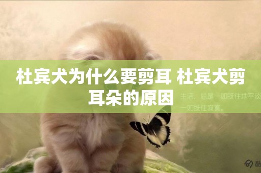 杜賓犬為什么要剪耳 杜賓犬剪耳朵的原因