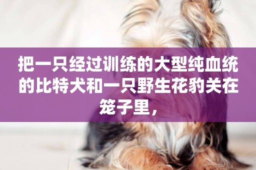 把一只經過訓練的大型純血統的比特犬和一只野生花豹關在籠子里，