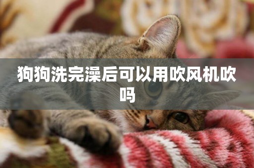 狗狗洗完澡后可以用吹風機吹嗎