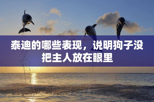 泰迪的哪些表現，說明狗子沒把主人放在眼里