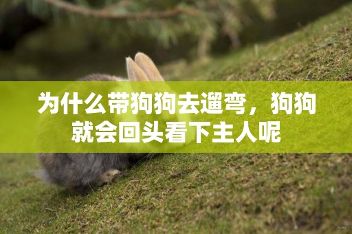 為什么帶狗狗去遛彎，狗狗就會回頭看下主人呢