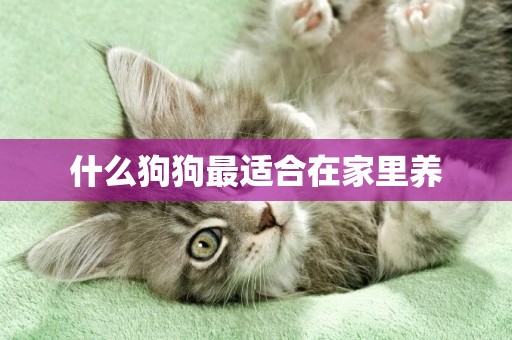 什么狗狗最適合在家里養