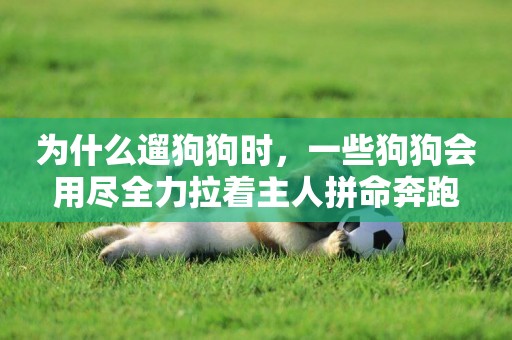 為什么遛狗狗時，一些狗狗會用盡全力拉著主人拼命奔跑
