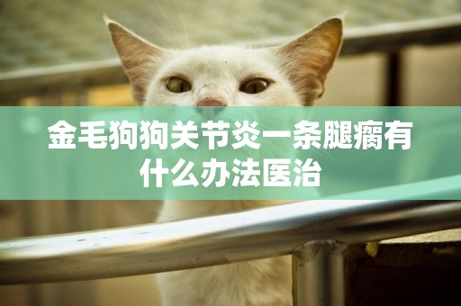 金毛狗狗關節炎一條腿瘸有什么辦法醫治