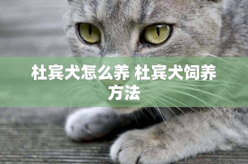 杜賓犬怎么養 杜賓犬飼養方法