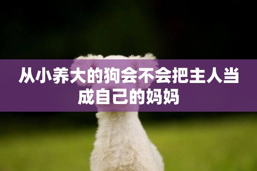 從小養大的狗會不會把主人當成自己的媽媽