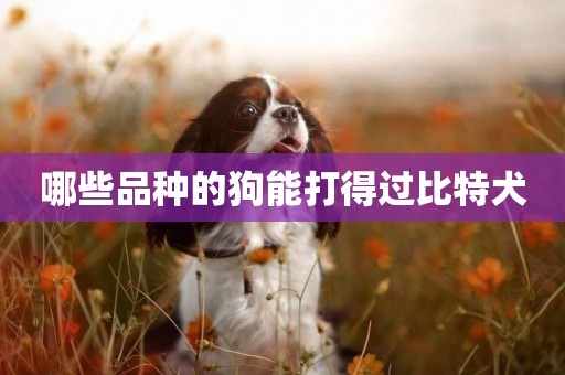 哪些品種的狗能打得過比特犬