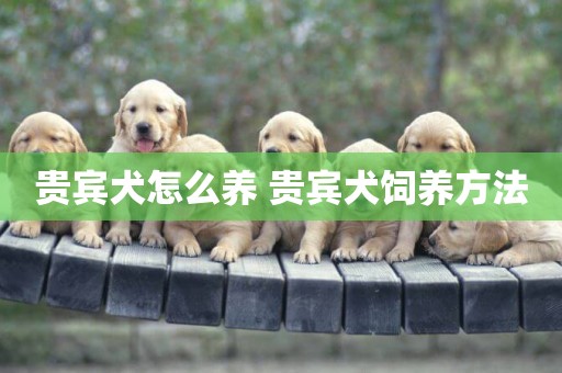 貴賓犬怎么養 貴賓犬飼養方法