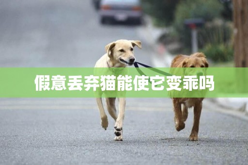 假意丟棄貓能使它變乖嗎