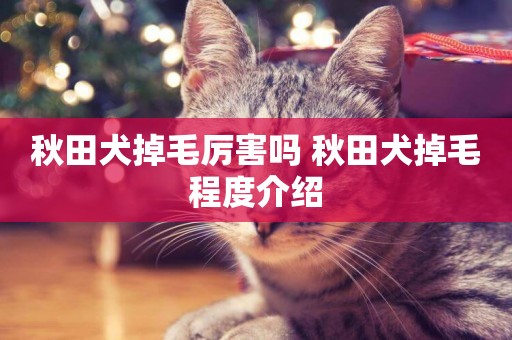 秋田犬掉毛厲害嗎 秋田犬掉毛程度介紹