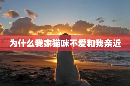 為什么我家貓咪不愛和我親近