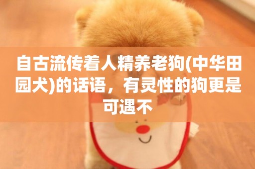自古流傳著人精養老狗(中華田園犬)的話語，有靈性的狗更是可遇不