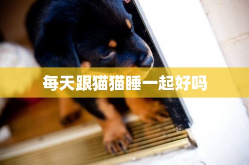 每天跟貓貓睡一起好嗎