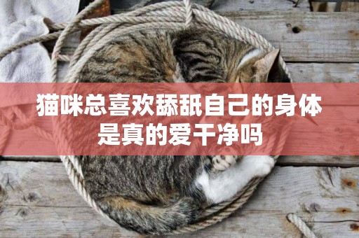 貓咪總喜歡舔舐自己的身體是真的愛干凈嗎