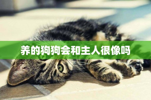 養的狗狗會和主人很像嗎