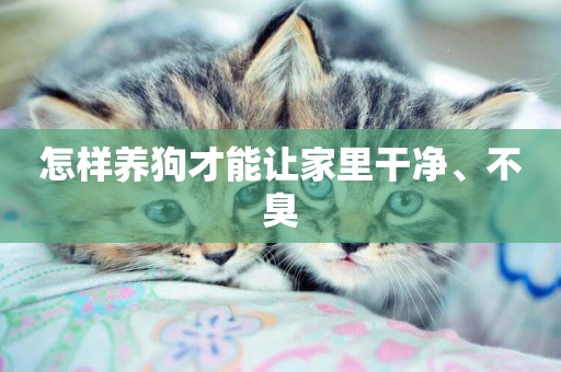 怎樣養狗才能讓家里干凈、不臭