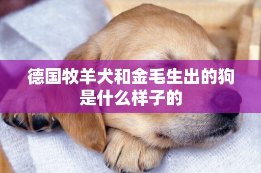 德國牧羊犬和金毛生出的狗是什么樣子的