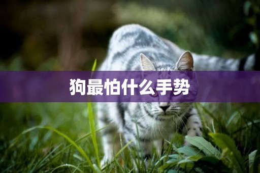 狗最怕什么手勢