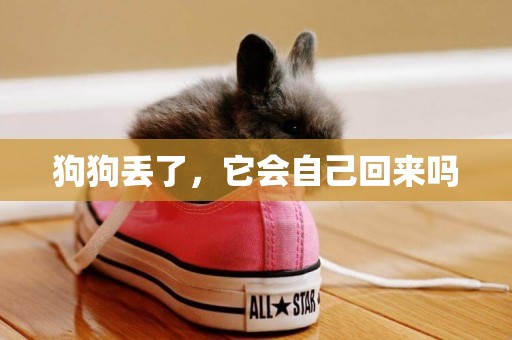 狗狗丟了，它會自己回來嗎