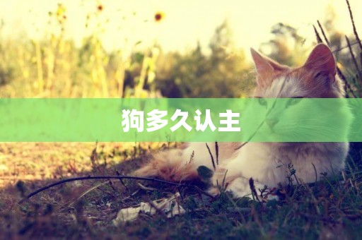 狗多久認主