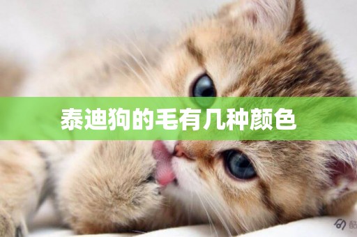 泰迪狗的毛有幾種顏色