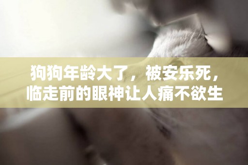 狗狗年齡大了，被安樂死，臨走前的眼神讓人痛不欲生，你經歷過這
