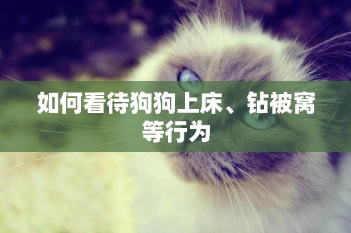 如何看待狗狗上床、鉆被窩等行為