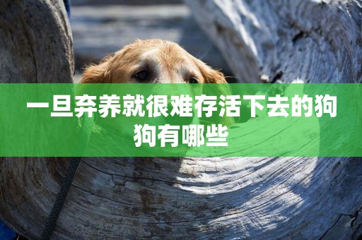 一旦棄養就很難存活下去的狗狗有哪些